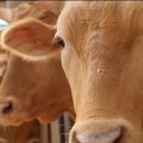 이은석농장 이미지