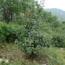 성주봉산방 이미지