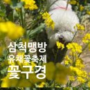 원두댕댕이 | 삼척 유채꽃 축제 후기｜노란 봄 풍경 가득했던 날,댕댕이랑 방문후기 (26.04.07 방문)