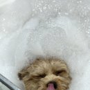 예쁘개 | 아이가 편안해했던 부천애견미용 오늘예쁘개 상동점 방문 후기