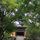산천펜션 | 경북 봉화 여행 | 부석사 무량수전, 국립백두대간 수목원 , 산천식당, 청봉 숯불구이, BX 씨들리스 포도