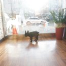 하이펫동물병원 이미지