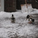 삼오유치원 이미지