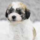 프리도그맘 이미지