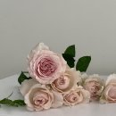 아로브 이미지