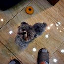 튼튼펫샵 이미지