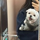 달콤한댕 이미지