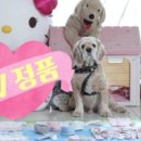 펫토리 이미지