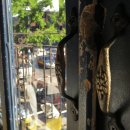 카페닐스 이미지