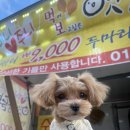 강아지 그리다 이미지