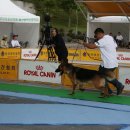 애견전람회 이미지