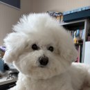 고마워강아지 | 인천 송도 비숑미용 찐단골, 고마워강아지에서 미용했어요