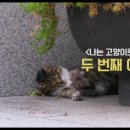 고양이집사 이미지