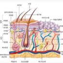 은어송로 | [대전 모나와] 두피문신 부작용 커버 성공 후기 ㅣ 얼룩 교정 후 자연스러운 머리 가능해진 SMP 경험