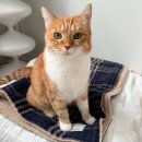 모리동물병원 | [ 하우 모리 houmori ] 노르딕 윈터 블랭킷 / 고양이 담요 / 반려동물 담요/ 강아지 담요/ 양면 담요...