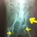 애경 동물병원 이미지