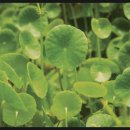 서초구름약국 이미지