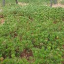 사천송림 이미지