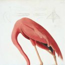 플라밍고 이미지