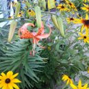 안일 온누리 이미지