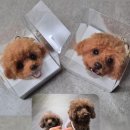 펫스티발 이미지