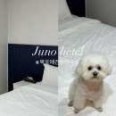 블루오션 무인호텔 A동 | 목포 애견동반숙소 터미널 가성비 내돈내산 무인호텔