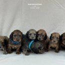 남양주켄넬 이미지