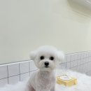 발렌티몽 이미지