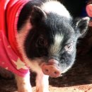 돈마니마니 이미지