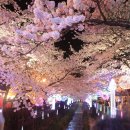 버스터미널 로타리  읍사무소 | " 2026 진해군항제 " 일정 총정리🌸 셔틀버스·공연행사·벚꽃개화 상황까지 완벽 가이드