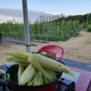 광성농장 이미지