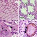 EHP감염 개체에 V. parahemolyticus를 침지감염시키면 흰똥병(white feces syndrome)이 재현 이미지