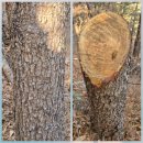 태백화랑 | 잣나무와 섬잣나무