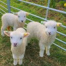 아기염소 이미지