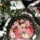 구르는 제주 이미지