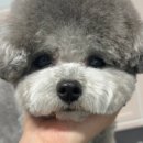 헬로우버디 그루밍센터 판교밸리점 이미지