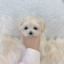 드림독 강아지분양 안심분양센터 잠실점 이미지