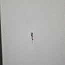 진실크 네이버블로그