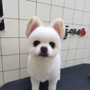 깐돌이네 애견미용호텔 네이버블로그