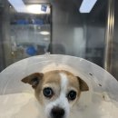 다나음동물병원 | 김포 동물병원 24시 응급 검진, 강아지 저혈당 쇼크, FM동물메디컬센터