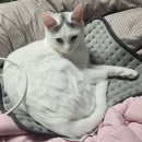 우리고양이 | 고양이 유전자 검사 피터페터 후기, 우리 집 길냥이가 카오마니 타입이라고?