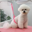 귀여븐댕 이미지