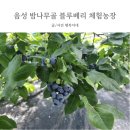 밤나무골농장 | [충북 음성 블루베리 체험 농장] 밤나무골 블루베리 체험농장