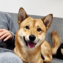 한국진돗개육종연구소 이미지