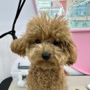 부천애견미용 멍미살롱 이미지