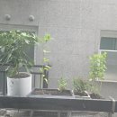 베란다컴퍼니 | 녹슬고 안 맞는 화분걸이 안녕! 빌라 난간에도 찰떡인 올스텐 베란다 화분걸이 대만족 후기