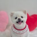 아모르 댕 이미지