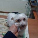 목동중앙본로 이미지