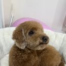 동물보육원 김포지부 이미지