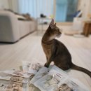 아이펫 | 기호성 좋은 고양이 동결건조 간식 아이펫케어 급여 후기